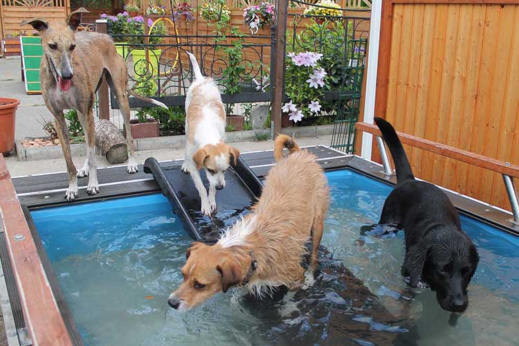 FourDogs Hundehotel Pool im Außenbereich