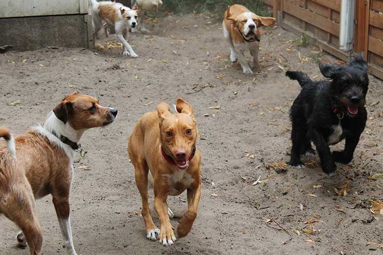 Four Dogs Außenbereich